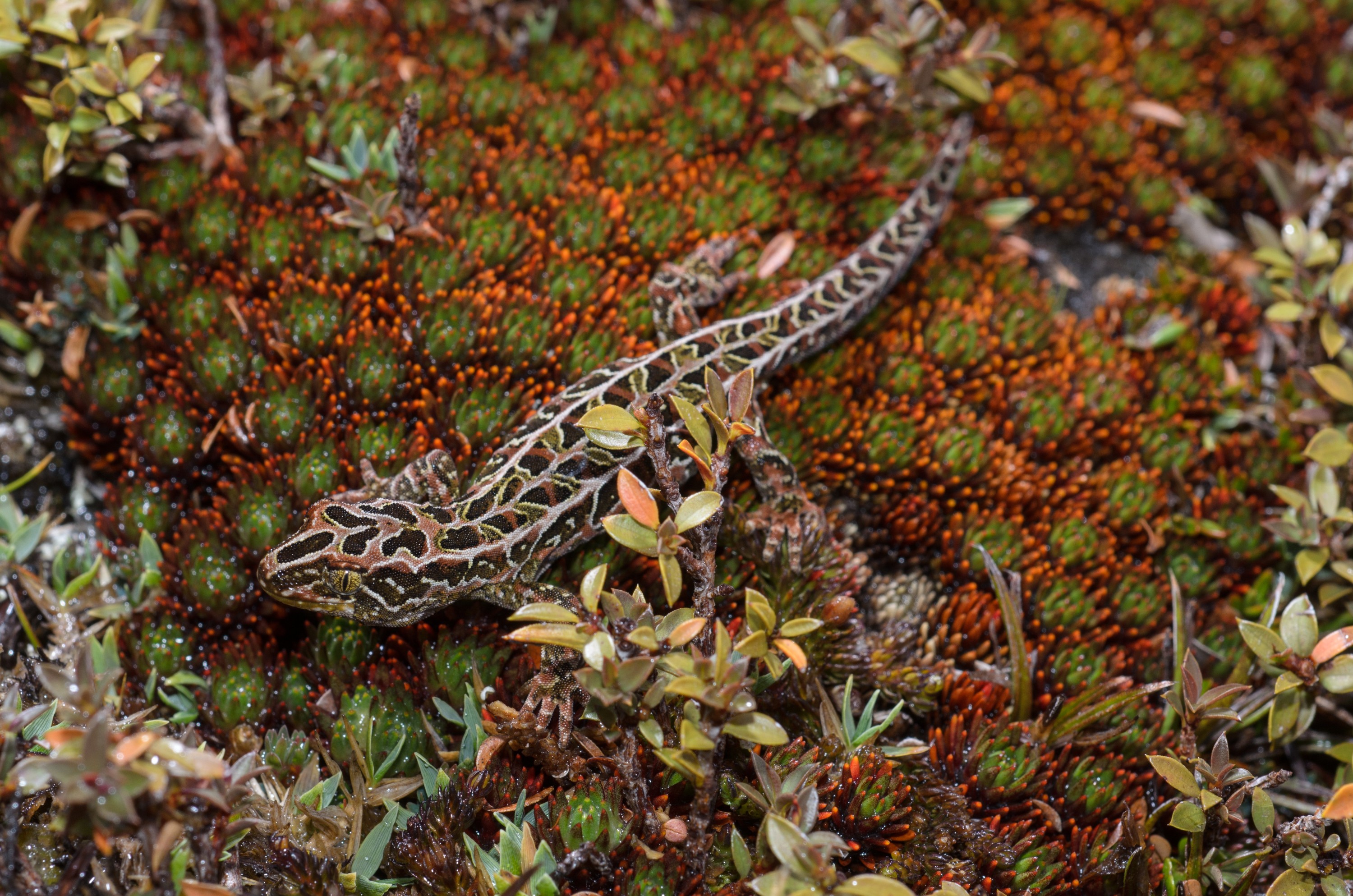 DSC_2808 – Adventure, Crispin, Hoplodactylus, Island, March 2017, National Park, New, New Zealand, Rakiura, South, Stewart, Tukutuku rakiurae, Zealand, amazing, gecko, harlequin gecko, rare, stunning